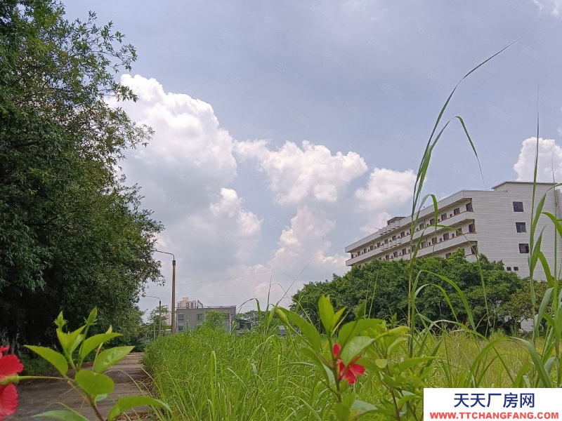 (出租) 河源市东源县原房东独门独院厂房招租可分租适合其他乳制品类