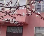 (出租) 周口项城两层楼独院，可以用做仓库