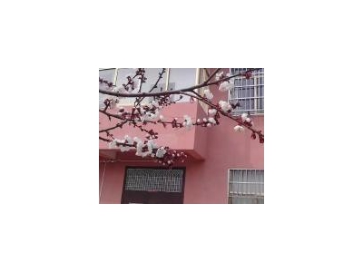 (出租) 周口项城两层楼独院，可以用做仓库图1