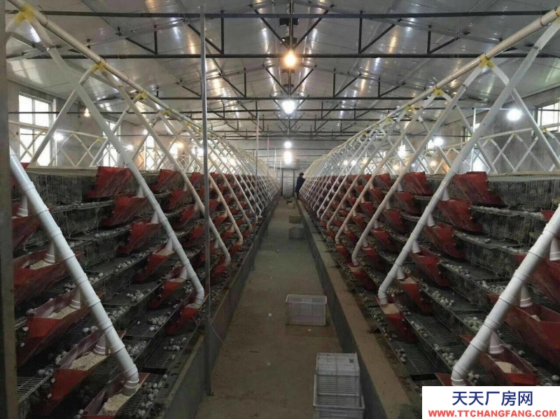(出租) 出租九原牛场全自动鹌鹑养殖场