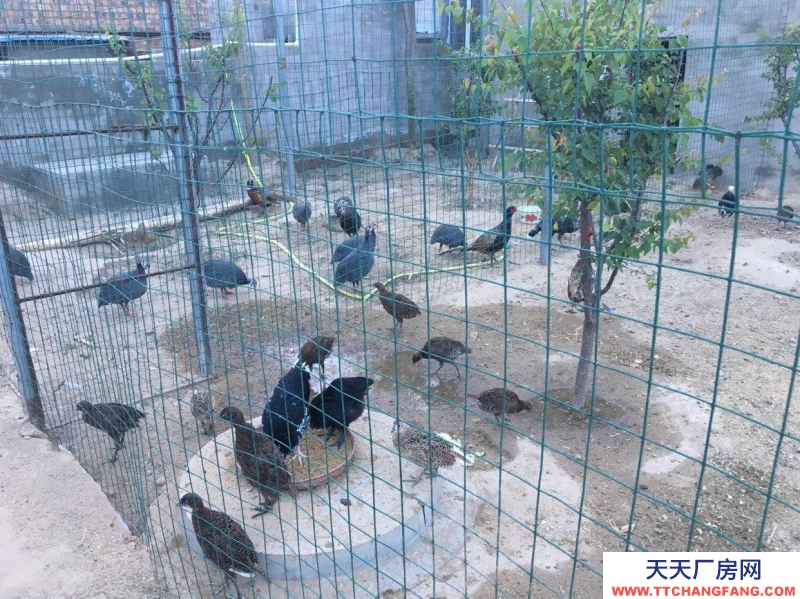 (出租) 出租九原牛场全自动鹌鹑养殖场