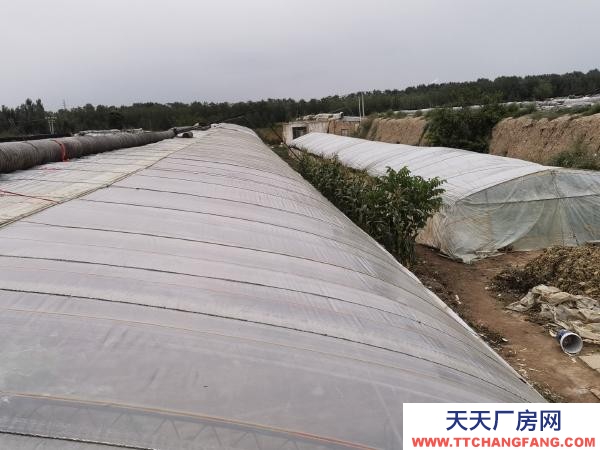 银川市永宁 永宁北全一队蔬菜大棚出售，钢架，棚膜，帘子九成新。