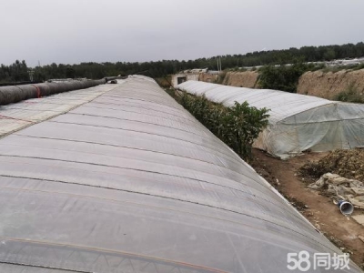 银川市永宁 永宁北全一队蔬菜大棚出售，钢架，棚膜，帘子九成新。图3