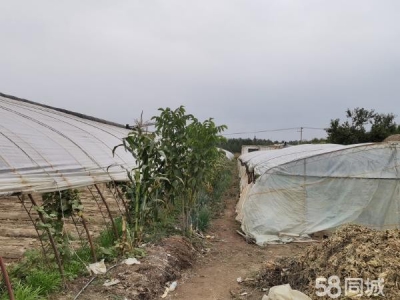 银川市永宁 永宁北全一队蔬菜大棚出售，钢架，棚膜，帘子九成新。图1