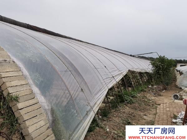 银川市永宁 永宁北全一队蔬菜大棚出售，钢架，棚膜，帘子九成新。
