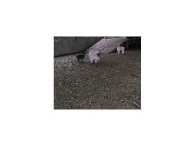 (出售) 信阳固始一个牛圈一个羊圈一个鸡舍，两套农宅图2