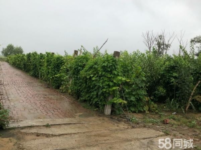 铁峰有住房3间，仓房一百五平，前后院子近2千平，果树一百来棵图1
