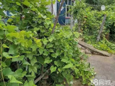 铁峰总面积880平方米左右，房屋占地220平方米左右。养殖厂房图1