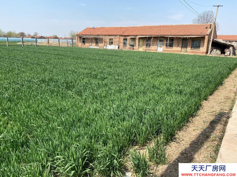 沧州 青县(出租) 仓库出租 交通便利 水电齐全 批发市场附近 带院