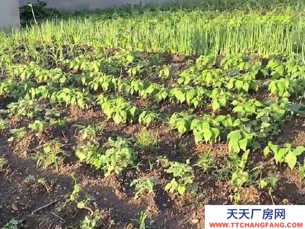 东山拎包入住 环境好，场地大，有上后院，有三个车库，三个住房 养殖厂房