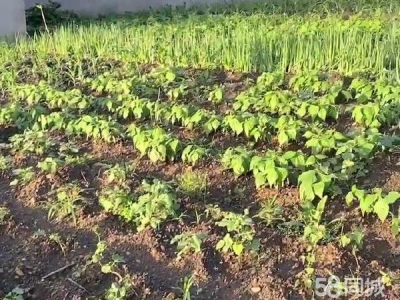 东山拎包入住 环境好，场地大，有上后院，有三个车库，三个住房 养殖厂房图1
