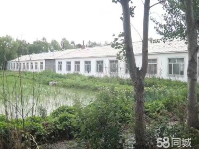 萝北出租出售梧桐河场部附近 养殖场猪舍四栋图1