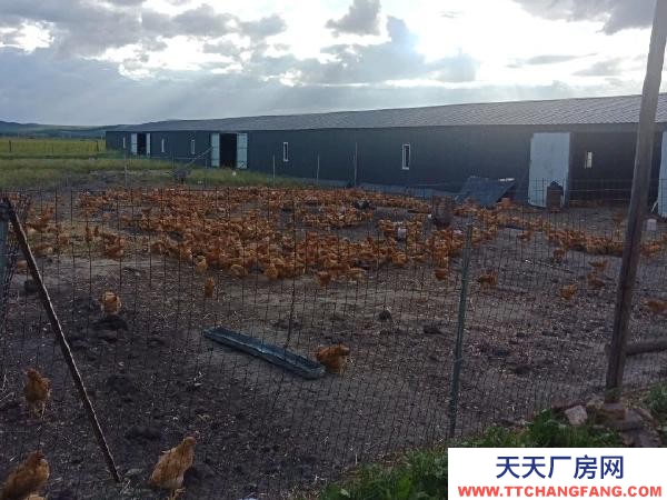 (出售) 免渡河小北村养殖场出售
