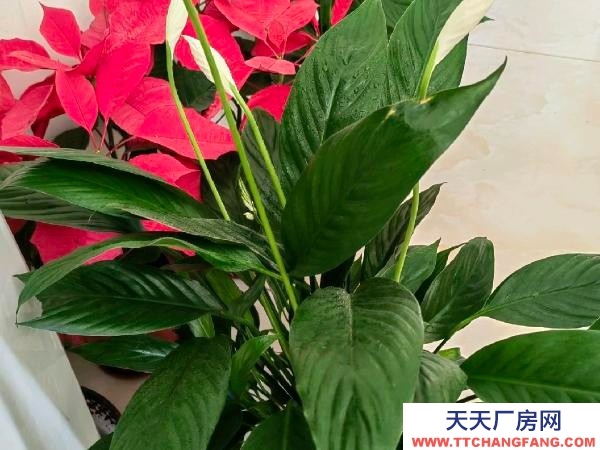 (出租) 鹤壁淇滨临近市区，高铁站，独门独院临大街
