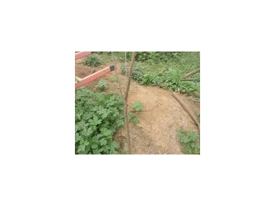 (出租) 鹤壁淇滨农村大院空闲，离快速通道很近，可改造使用。图2