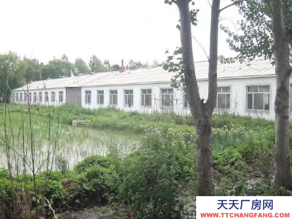 汤原出租 梧桐河场部附近养猪场 四栋猪舍