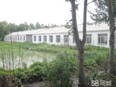 汤原出租 梧桐河场部附近养猪场 四栋猪舍图1