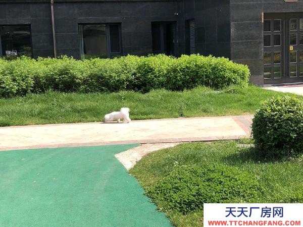 东安养殖场出租 可适用于养猪 养鸡