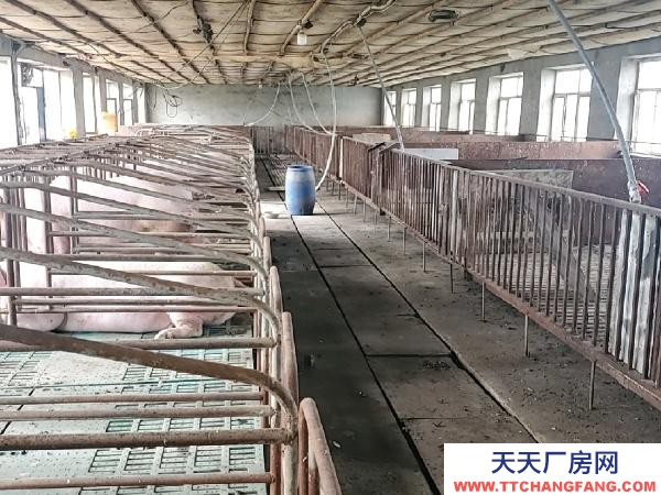 北林自建大型厂房 猪舍 水电齐全