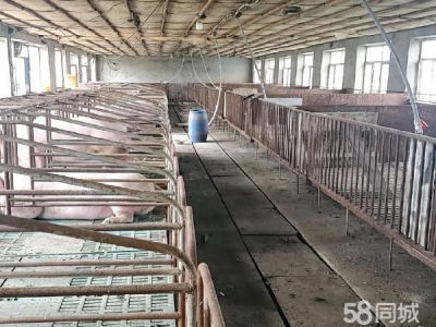 北林自建大型厂房 猪舍 水电齐全图1