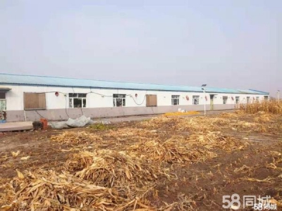肇东市区南5公里万通驾校附近玉米加工厂房图1