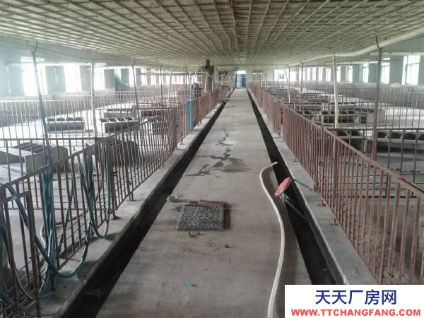安达可养殖，可办厂！交通便利