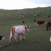 (出售) 乌兰察布两亩半大院厂房手续集宁机场北3公里大十号村