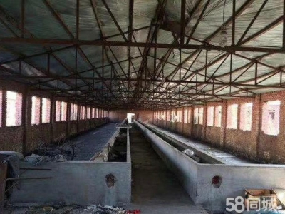 新抚二十五亩肉牛养殖场可养1000头肉牛图1